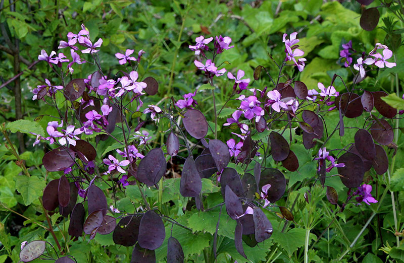 Read more about the article Cabbages in the verges