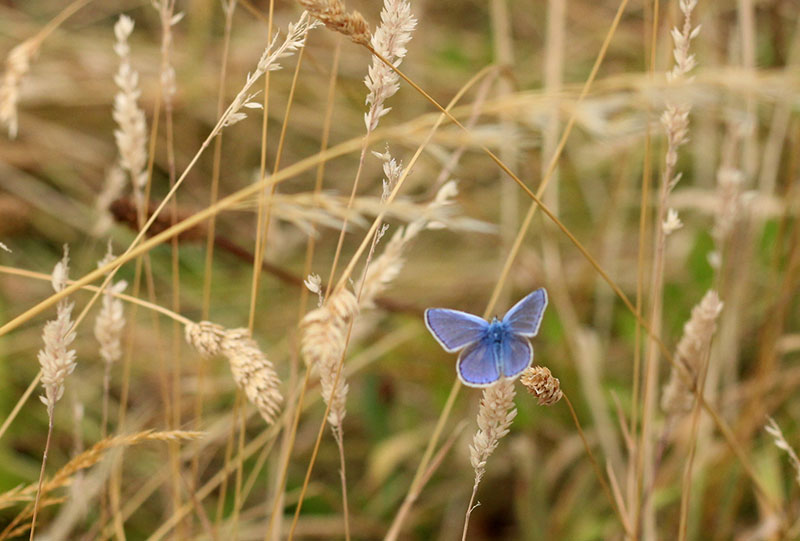 Read more about the article Butterfly counts in the “Living Churchyard”