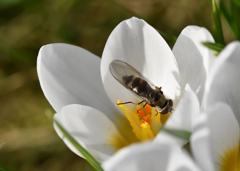 Read more about the article Biodiversity