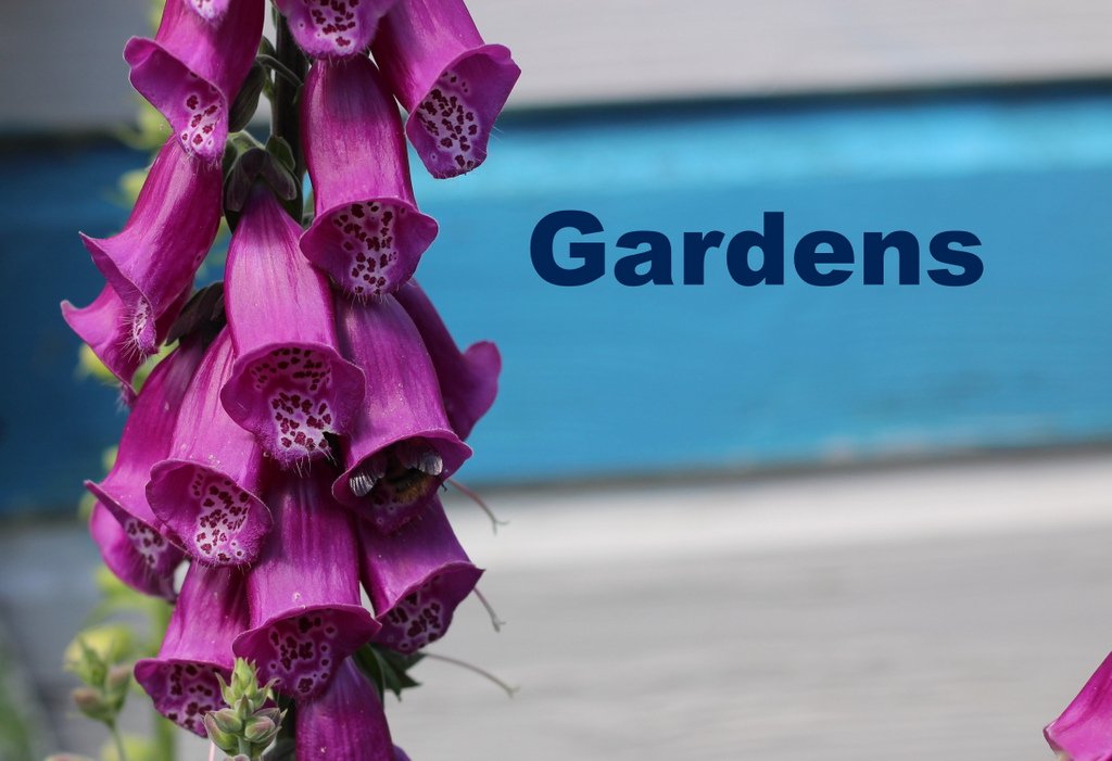 Read more about the article Gardens