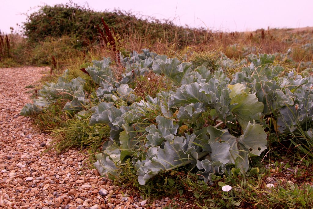 Read more about the article SNHS at Tidemills – a walk by Dr Sarah McKenzie