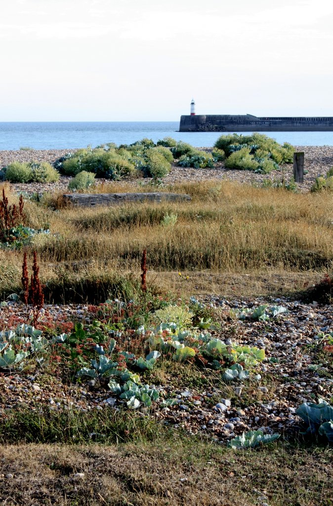 Tidemills