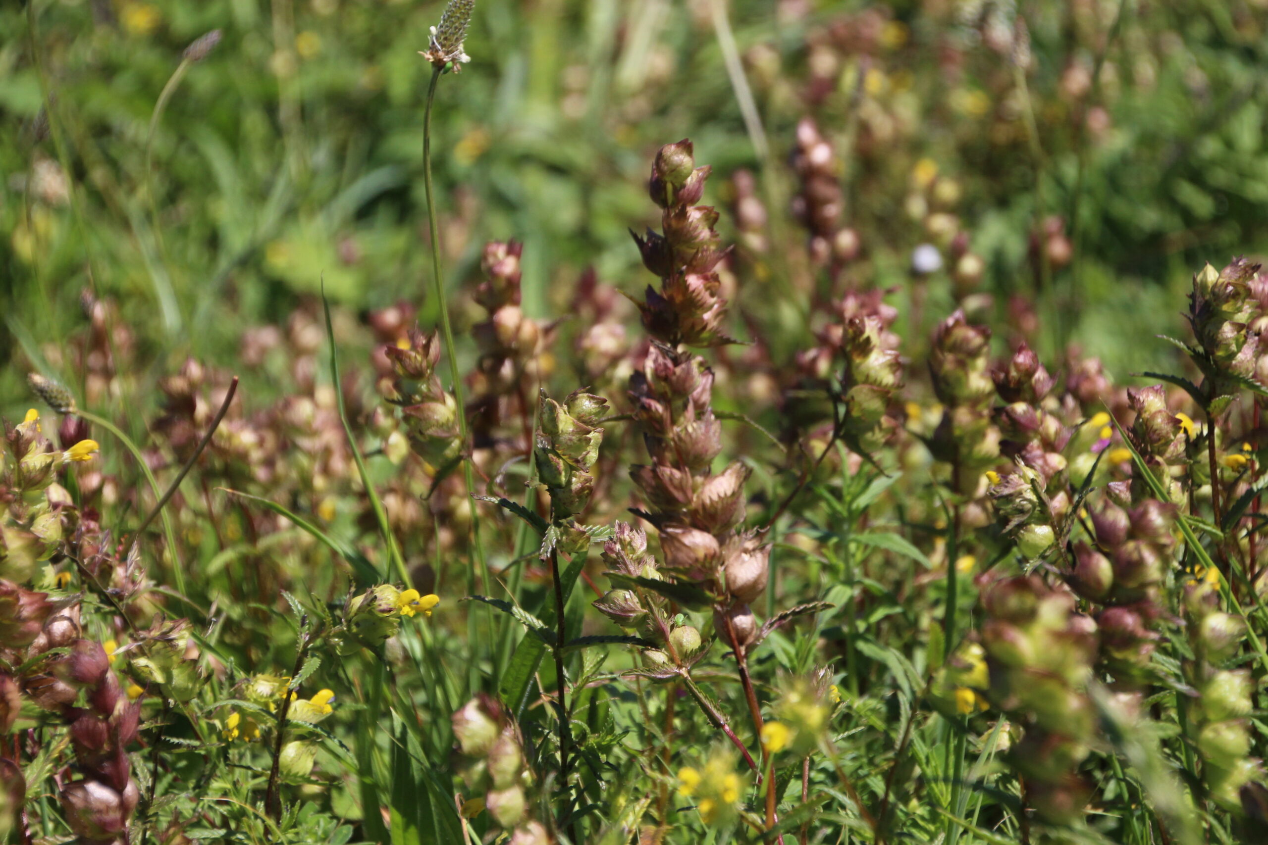 Read more about the article Yellow Rattle – making meadows with “On the Verge”