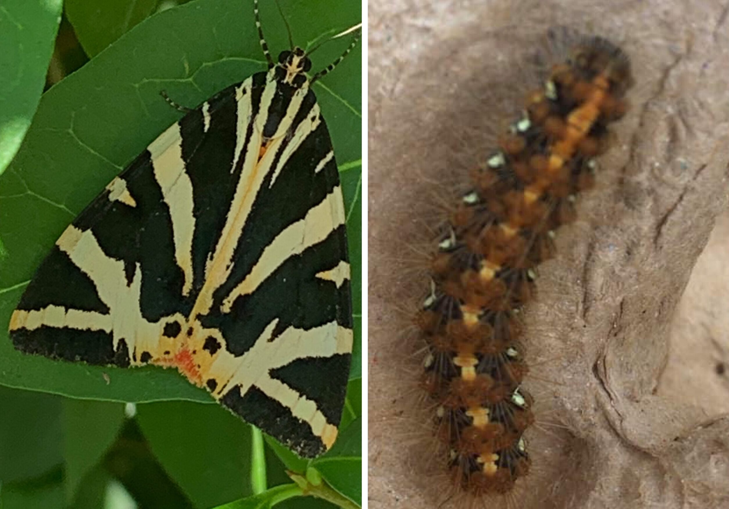 Read more about the article The SNHS Great moth safari