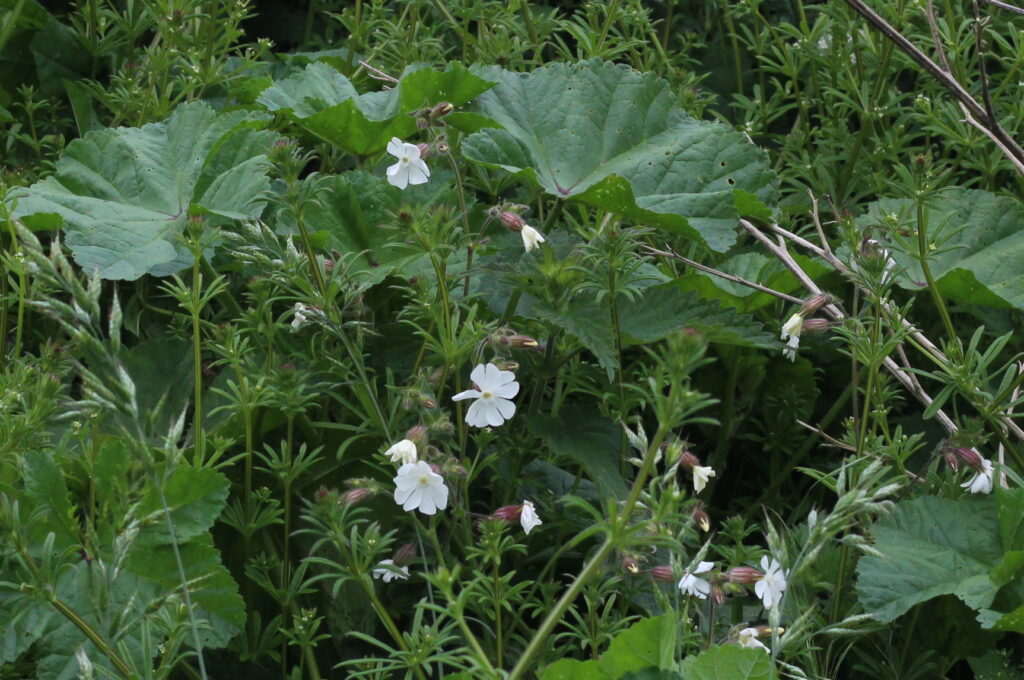 May - White Campion