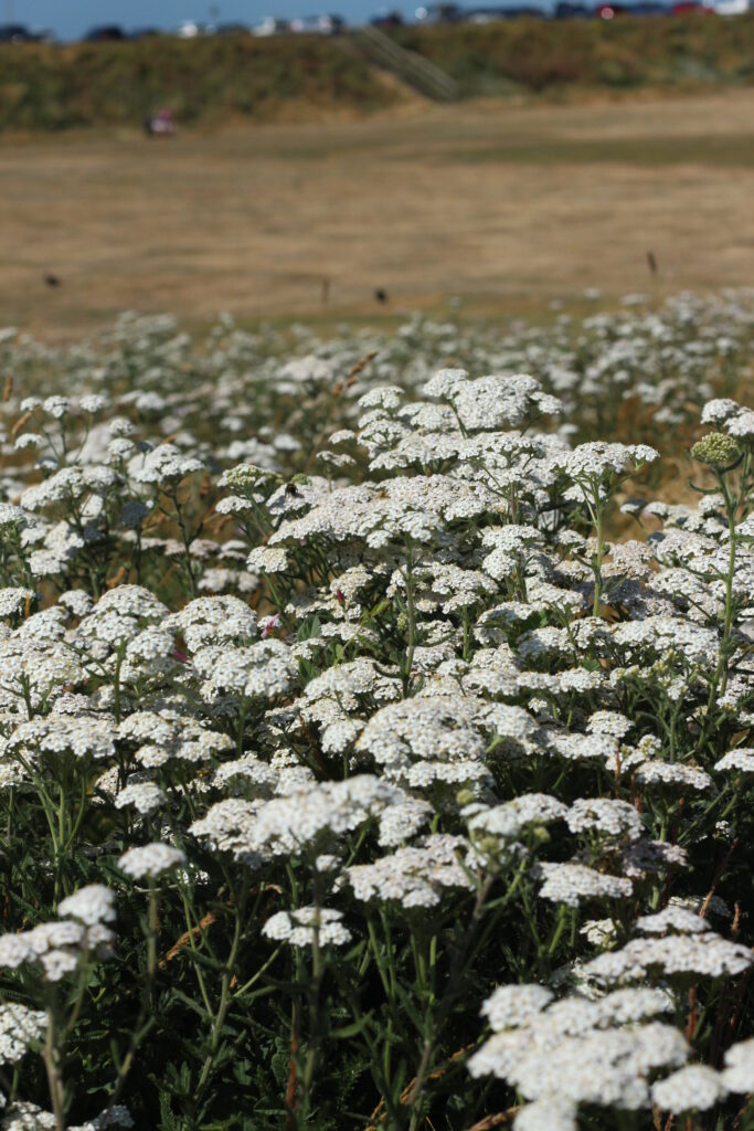 June/July - swathes of yarrow