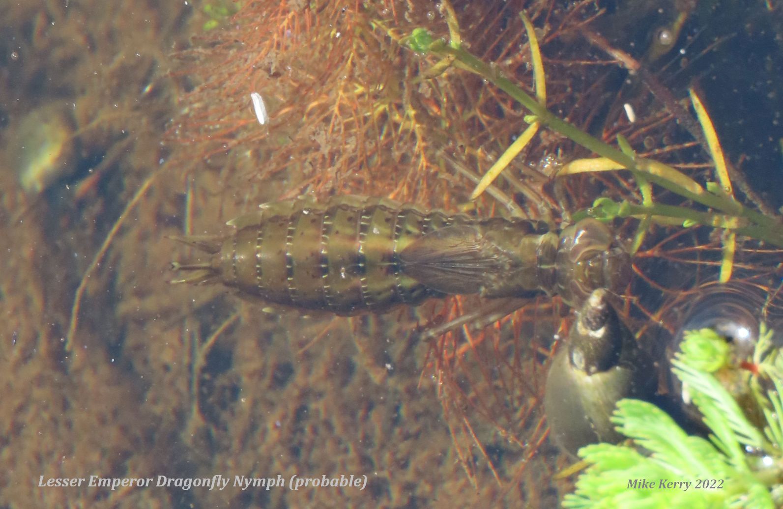 Read more about the article Lesser Emperor nymph in Seaford!