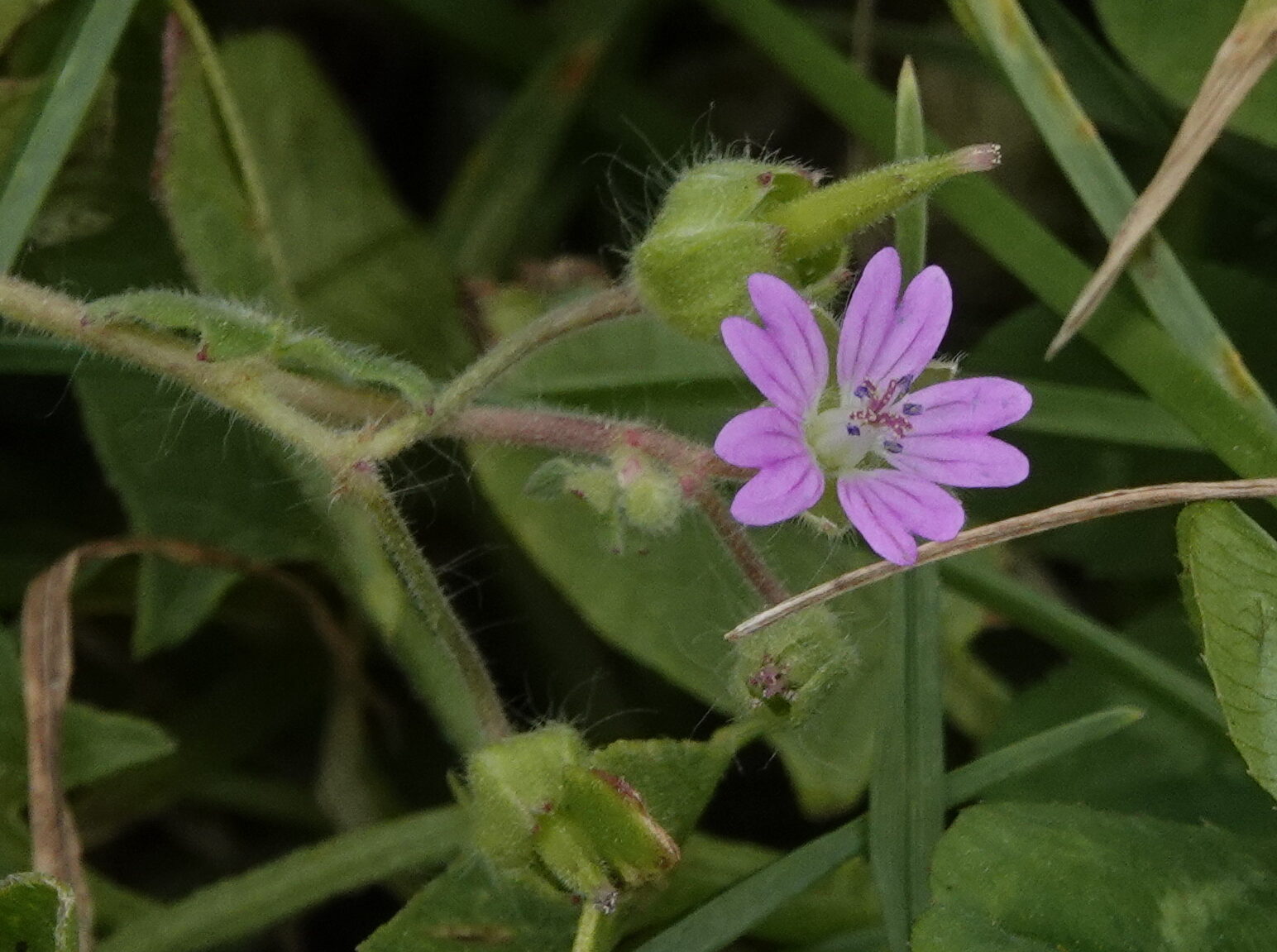 Read more about the article The importance of leaves