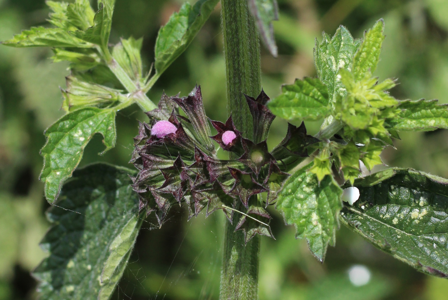 You are currently viewing Black Horehound (Ballota nigra)