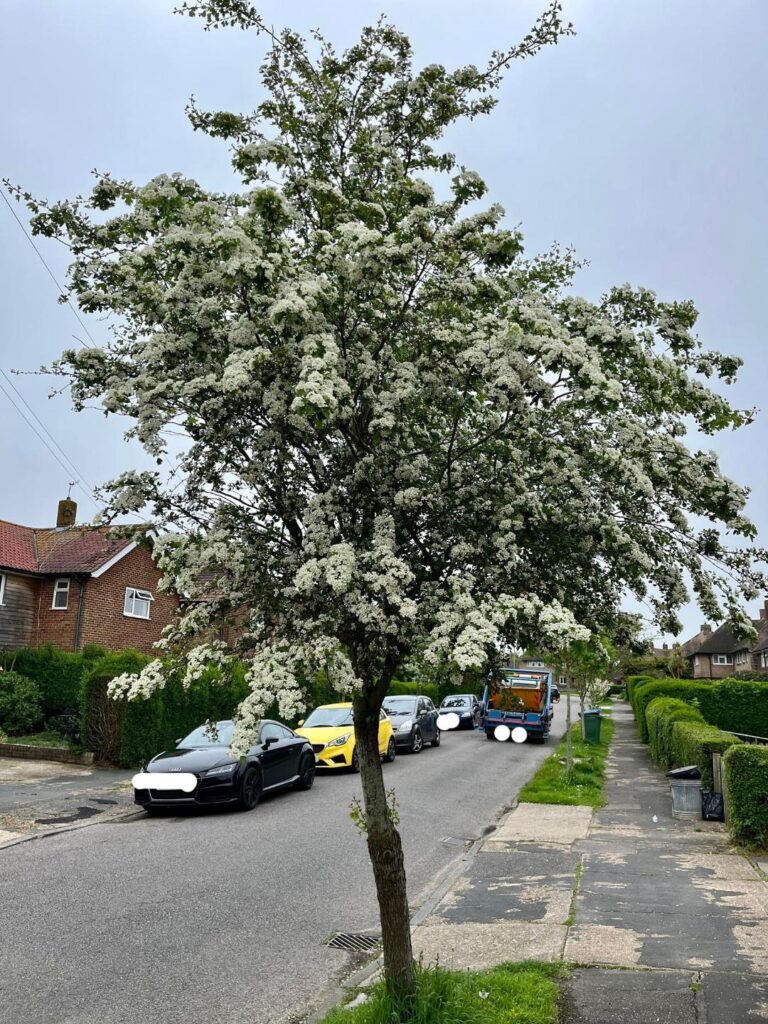 Why is Hawthorn Known as the May Tree?