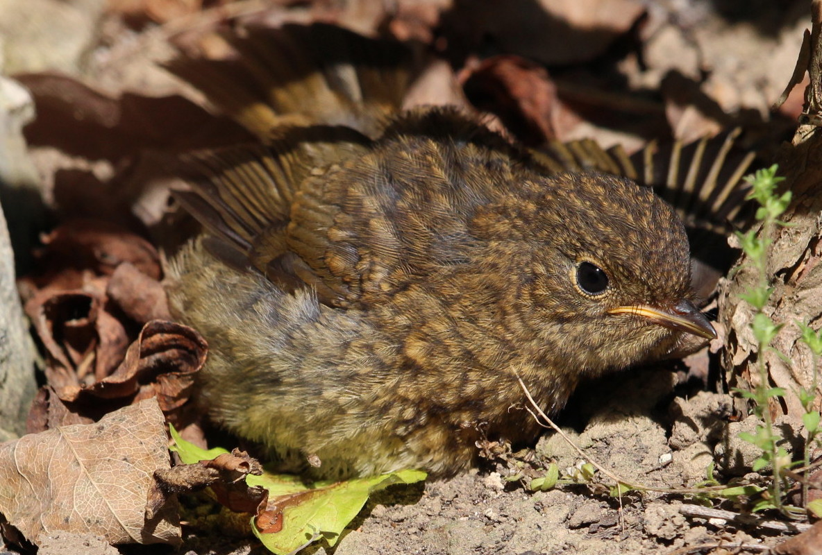 You are currently viewing Fledging and felines!