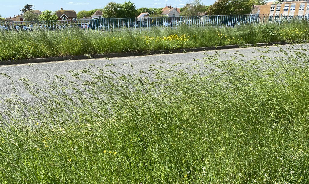 You are currently viewing Seaford town council – taking back the verges
