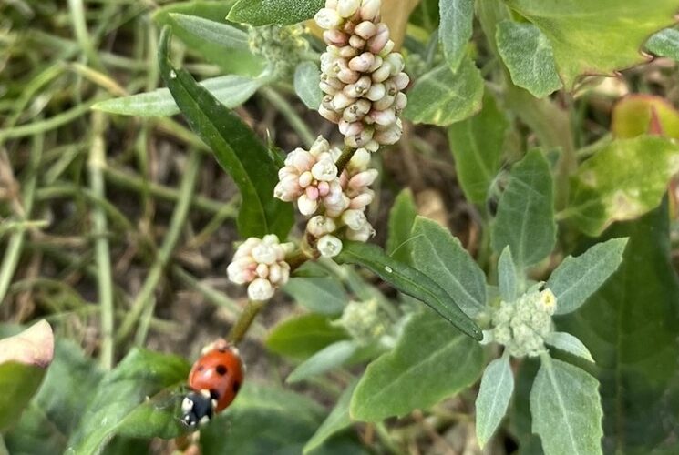 Read more about the article Sea Meadows, Seaford and a “Bramble”