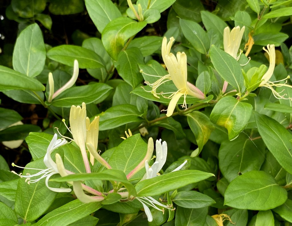 Read more about the article Walking the crouch – and a lesson on bindweeds