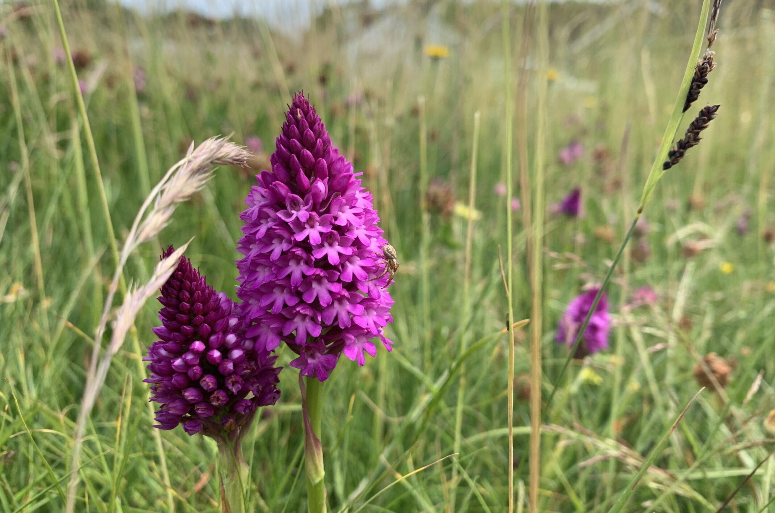 You are currently viewing Hawth Hill verges