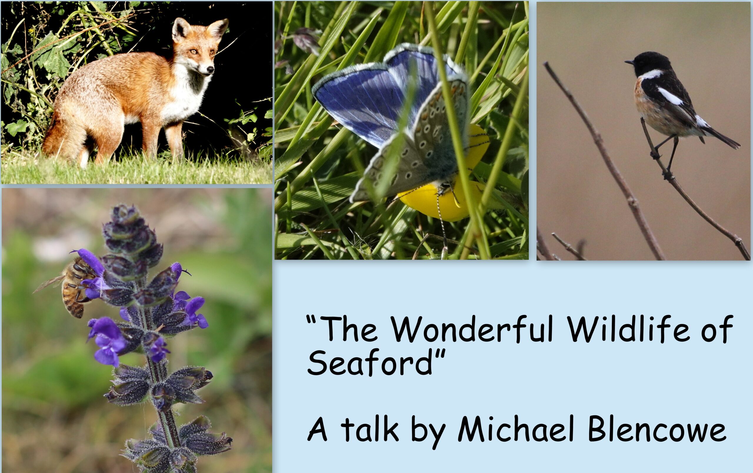 You are currently viewing “The Wonderful Wildlife of Seaford” by Michael Blencowe – selling fast!