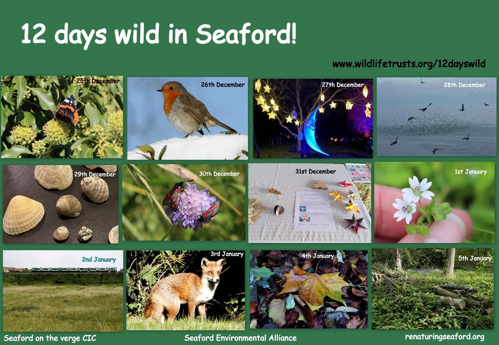 Read more about the article 12 Days Wild in Seaford