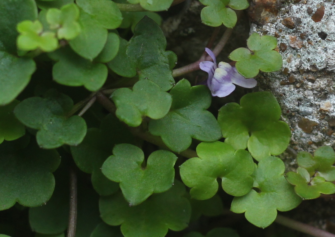 Read more about the article New Year – new wildflowers spotted! (BSBI survey)