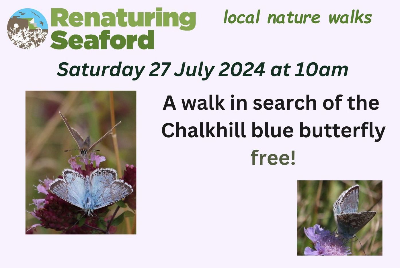 Read more about the article In search of the Chalkhill blue butterfly