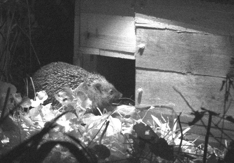 You are currently viewing Hedgehogs spring into action!