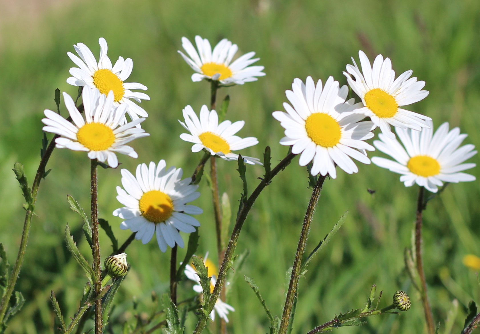 Read more about the article Oxeye daisy