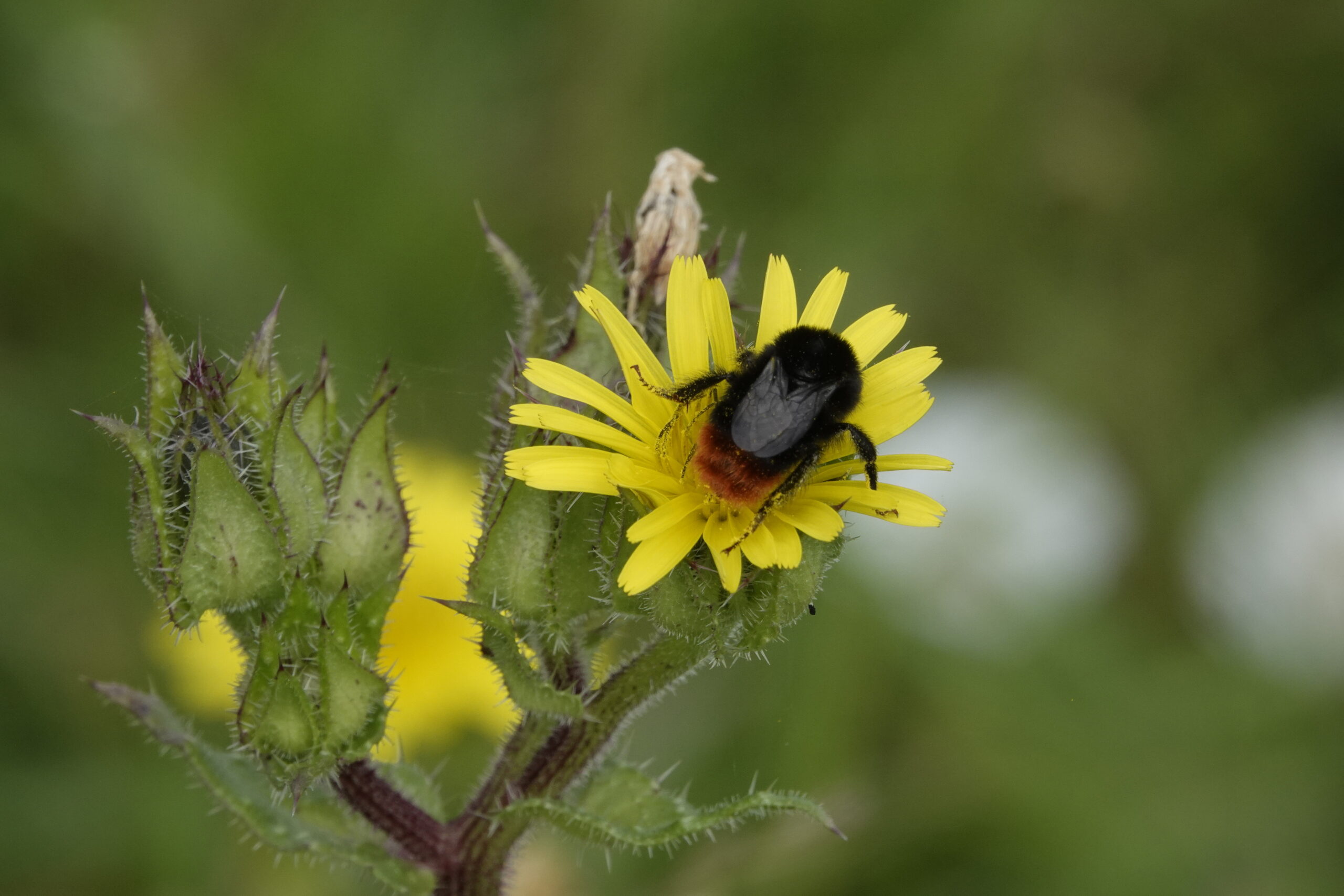 Read more about the article Bristly oxtongue