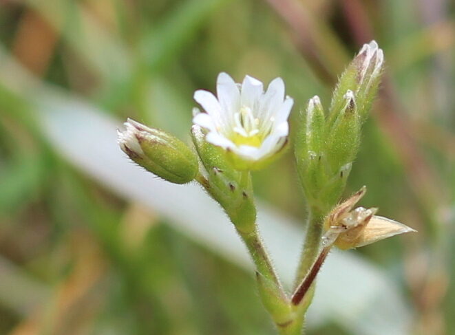 Read more about the article Common Mouse-ear (Cerastium fontanum)