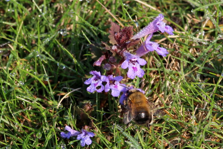 Ground Ivy - Renaturing Seaford