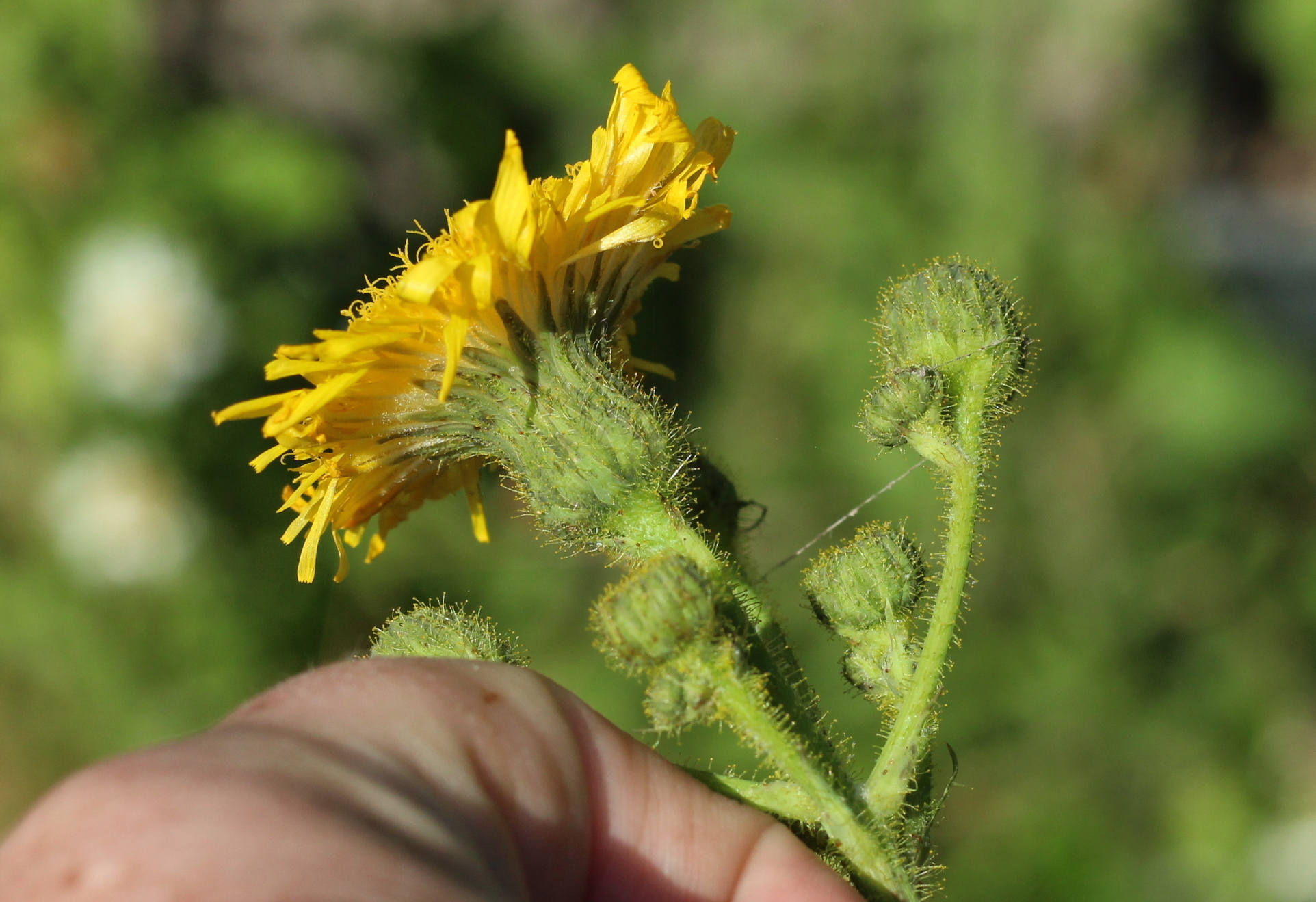 You are currently viewing Perennial sow-thistle