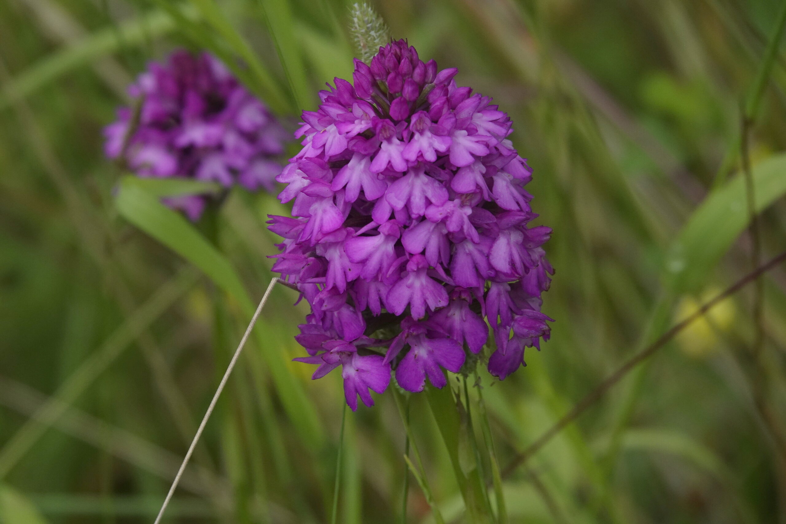 Read more about the article Pyramidal orchid (Anacamptis pyramidalis)