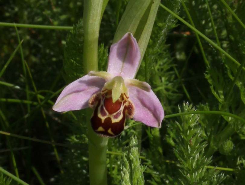 Read more about the article Pump field flowers