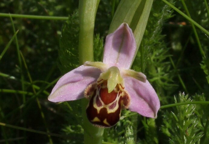 Read more about the article Bee happy – a very special flower