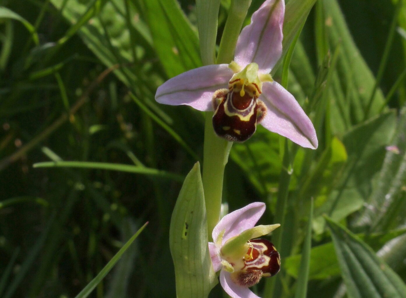 You are currently viewing Bee Orchid