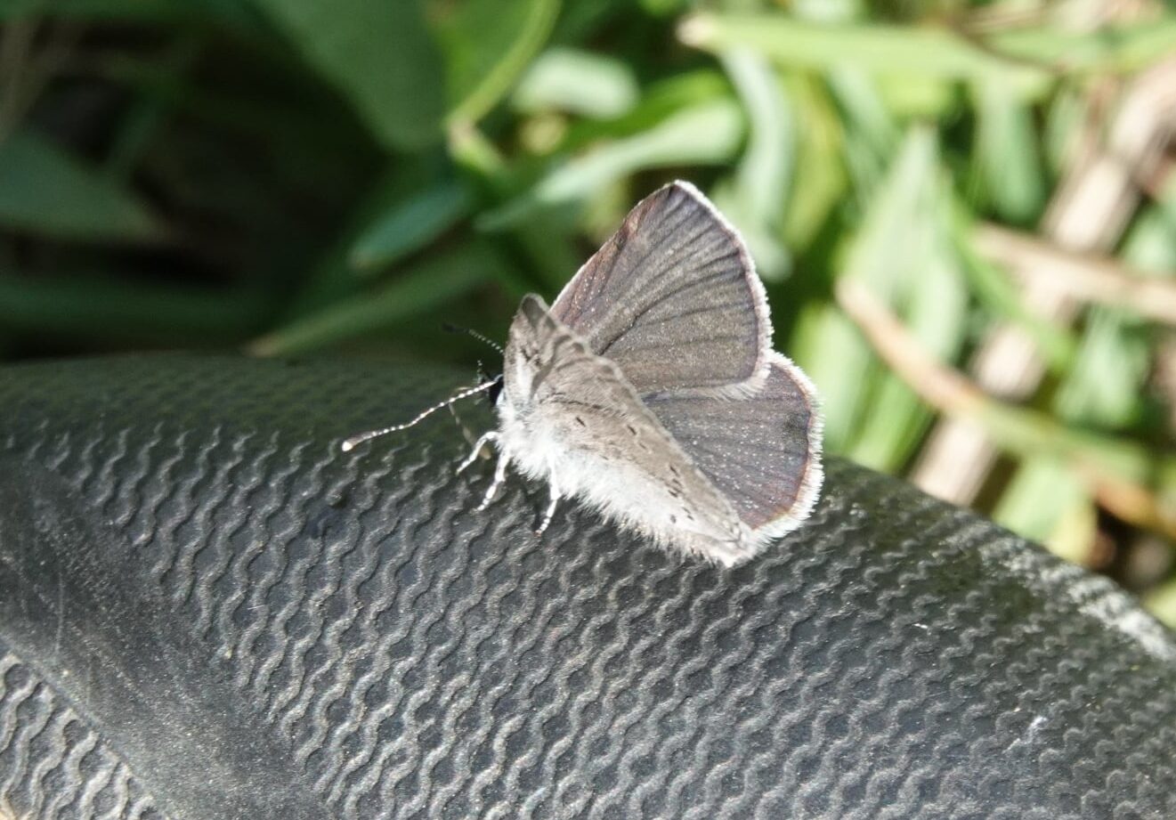 Read more about the article Help for the Small Blue butterfly