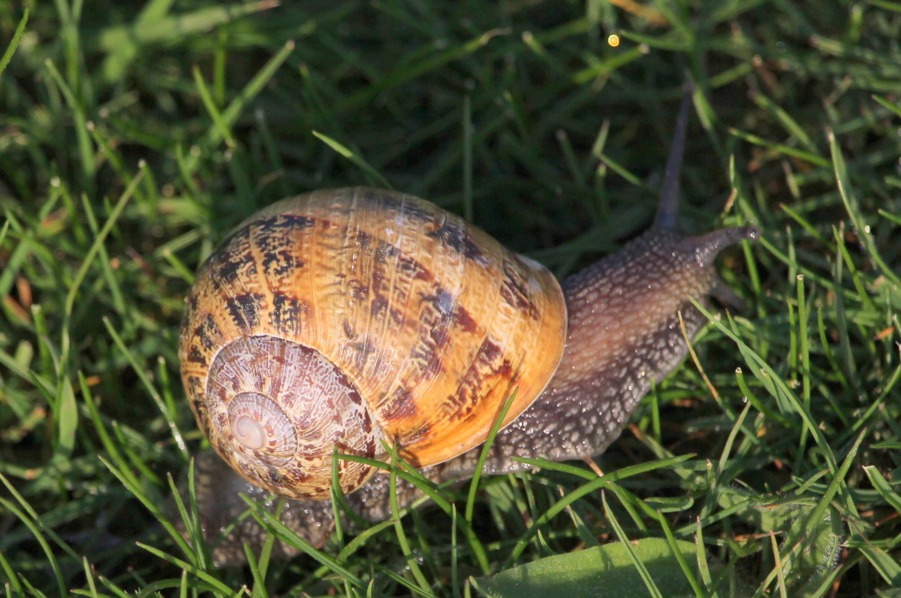 Read more about the article Bioblitz at Cradle Hill school