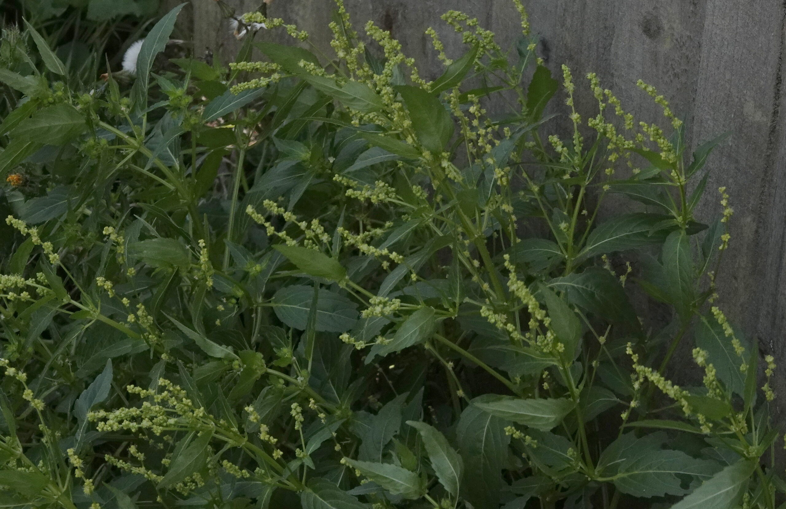 You are currently viewing Annual Mercury (Mercurialis annua)