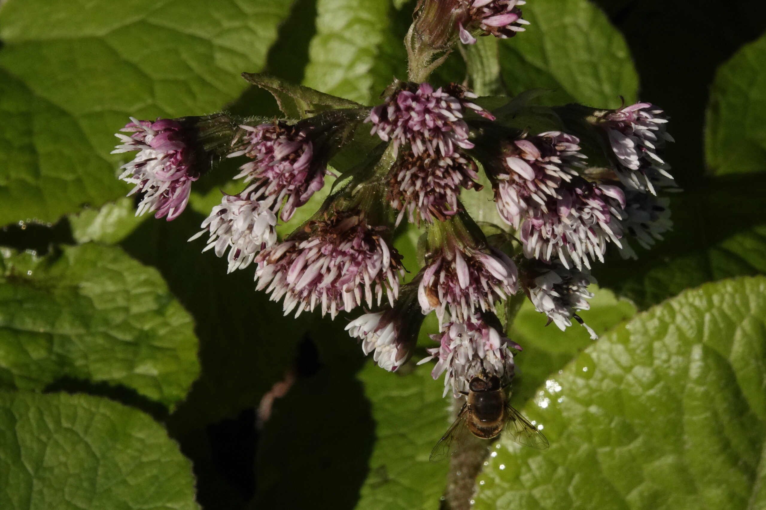 Read more about the article Winter Heliotrope (Petasites pyrenaicus*)