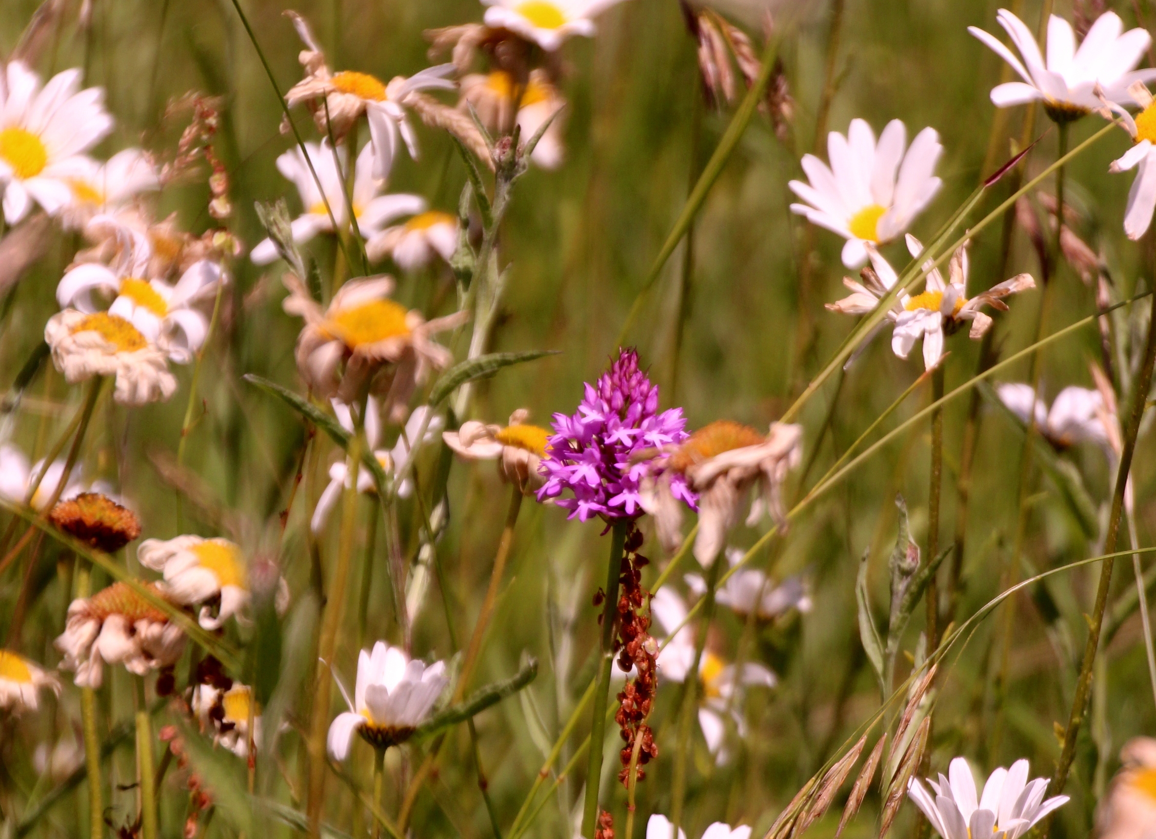 You are currently viewing SNHS event – 31 May 2025 – Orchids in Last wood