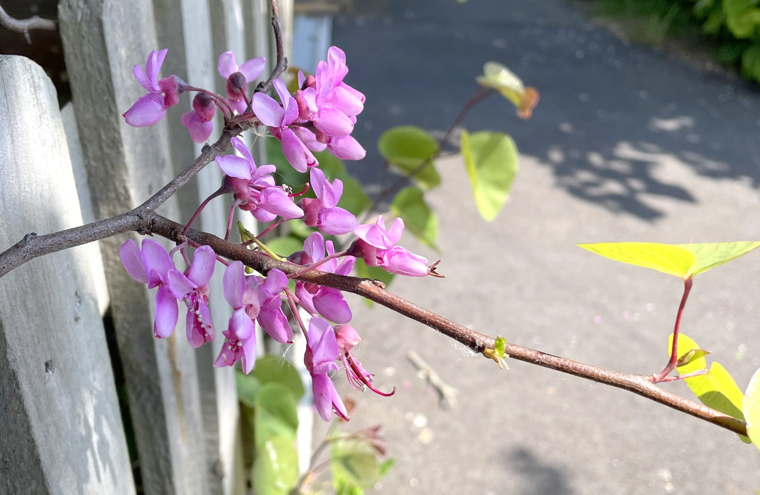 Read more about the article Wildlife walk 7 from Melene – following the bees and birdsong